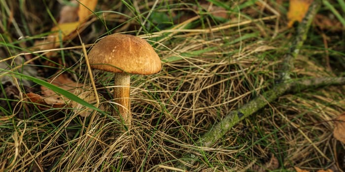 Birch bolete (Leccinum scabrum) mushroom growing in forest grass.