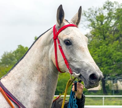 Portrait of akhalteke grey mare,Northern Caucasus.