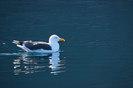 seagull swims on the fjord in Norway in calm water. The sea bird is reflected in the water. Animal photo from Scandinavia