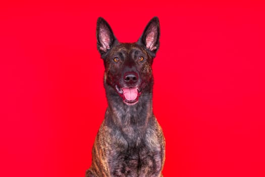 Dutch Shepherd Puppy Dog portrait in a studio closeup, dark background