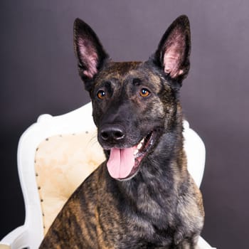 Dutch Shepherd Puppy Dog portrait in a studio closeup, dark background