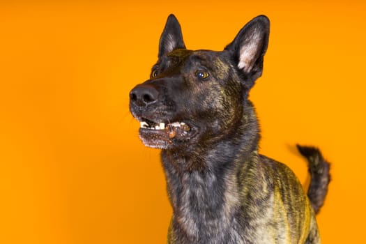 Dutch Shepherd Puppy Dog portrait in a studio closeup, dark background