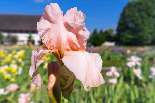 Iris germanica very big