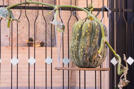 A Big pumpkin growing on a fence