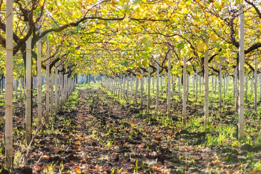 Vineyard in Italian countryside after the harvest