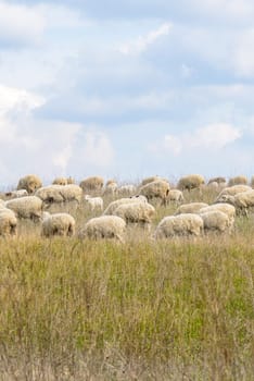 Italian landscape of cuntryside near rome with sheeps