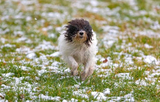 Black and White Parson jack Russell Terrier run over a snowy meadow