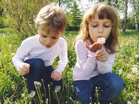 Boy and girl on the grass. Cute children pick meadow flowers and blow on dandelion seeds. Brother and sister are wearing white blouses and blue jeans. sunny weather in a city park. Recreation and communication in nature. Ecology, healthy lifestyle and nutrition concept