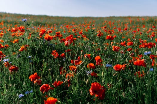 A field with flowering red field poppies, also known as common poppy or corn poppy mixed with blue cornflowers.
