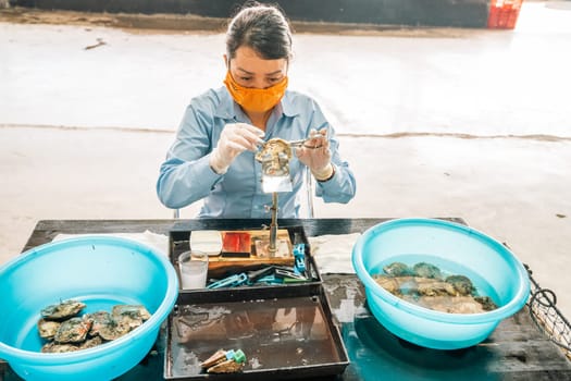 Ha Long City, Vietnam, November 16, 2022: A technician is implanting a bead into a pearl oyster in the process of growing cultured pearl near Ha Long City in Vietnam