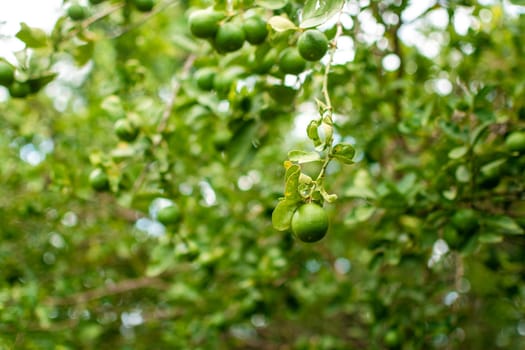 Green lemons on a branch with background of lemons out of focus. Beautiful unripe lemons in a garden with lemons background, Harvest of green lemons hanging on the branches