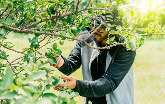 Man picking beautiful green lemons in a gardener, Concept of person picking lemons for small business, Person harvesting unripe lemons at a natural gardener.