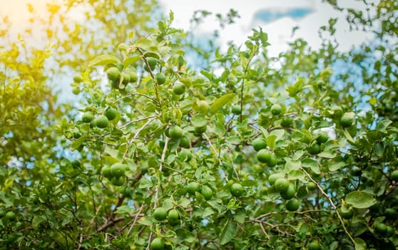 Harvest of green lemons hanging on the branches. Green lemons on a branch with background of lemons out of focus, Unripe lemons in a garden with lemons background