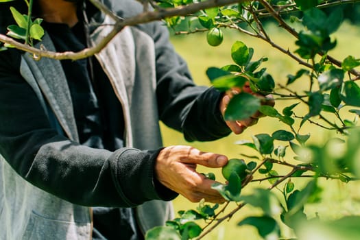 Hands of a man picking green lemons in a gardener, Person harvesting unripe lemons at a natural gardener. Concept of person picking lemons in the field