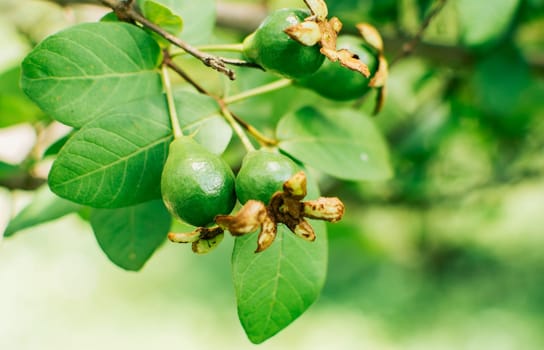 A pair of small growing guavas hanging on a branch, new guava harvest concept, Fresh guavas hanging on a branch on a sunny day