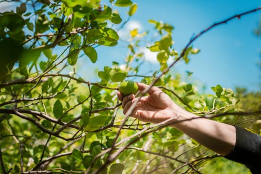 Hands of a person picking green lemons in a gardener, Person harvesting unripe lemons at a natural gardener. Concept of person picking lemons in the field