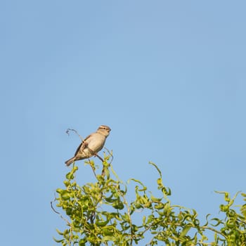 sparrow on a tree branch