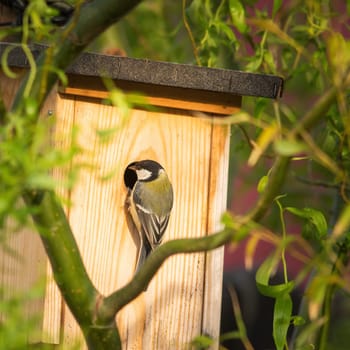 Great Tit sitting on a nest box