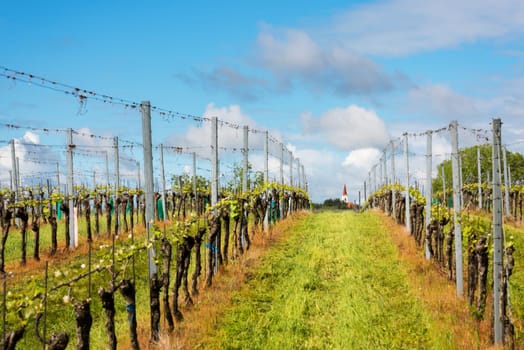 Rural landscape with vineyards and church in early spring