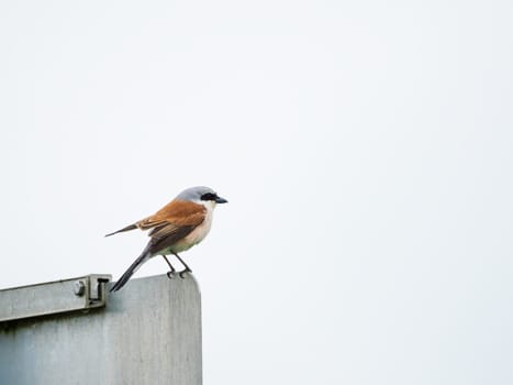 Portrait Red backed Shrike isolated on white