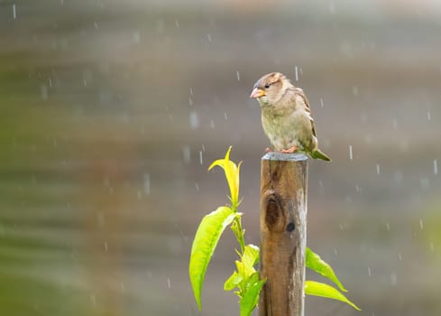 A wet sparrow bird sitting on a fence post in the rain.