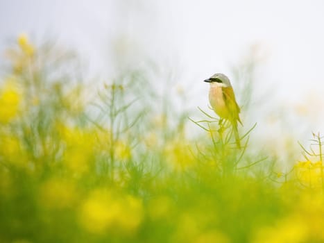 Red-backed shrike
