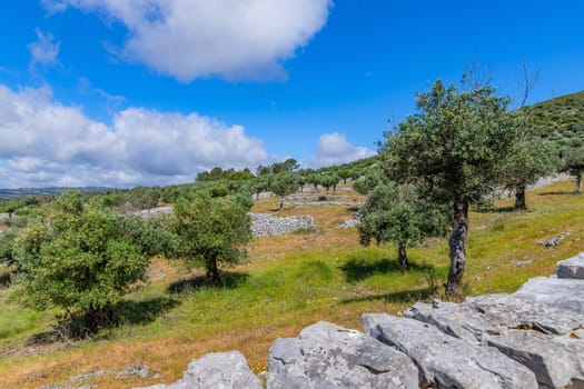 Olive trees among fields in the area of Fatima, Portugal