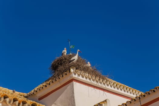 Storks in the nest at Extremadura, Spain