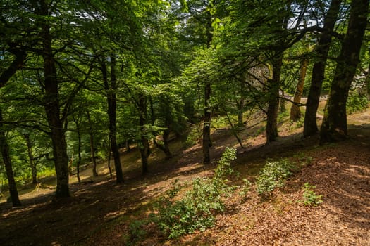 Path in the middle of the forest in northern Spain. Basque Country