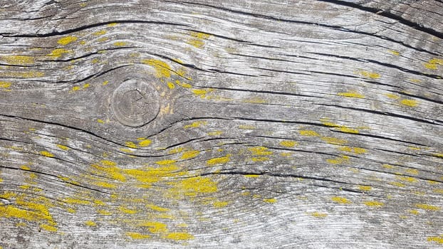 Old wooden background. Wood texture with natural pattern