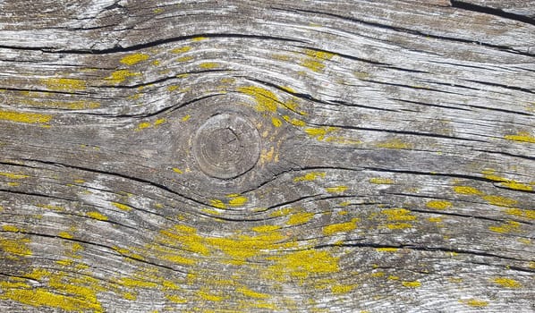 Old wooden background. Wood texture with natural pattern