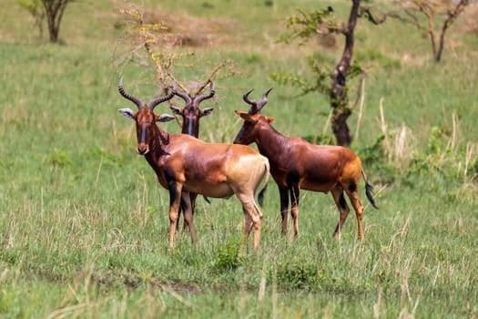 Swayne's hartebeest (Alcelaphus buselaphus swaynei) is an endangered endemic antelope native to Ethiopia in Senkelle Swayne's Hartebeest Sanctuary, Ethiopia, Africa wildlife