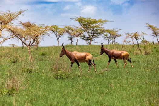 Swayne's hartebeest (Alcelaphus buselaphus swaynei) is an endangered endemic antelope native to Ethiopia in Senkelle Swayne's Hartebeest Sanctuary, Ethiopia, Africa wildlife