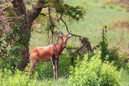 Swayne's hartebeest (Alcelaphus buselaphus swaynei) is an endangered endemic antelope native to Ethiopia in Senkelle Swayne's Hartebeest Sanctuary, Ethiopia, Africa wildlife