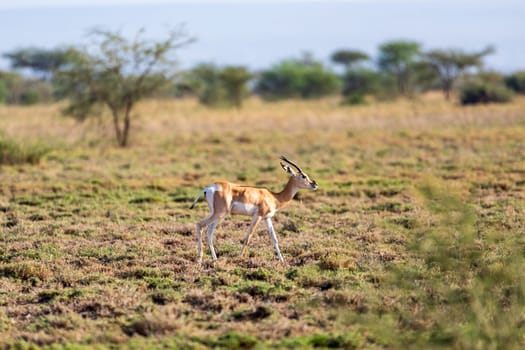 Soemmerring's gazelle (Nanger soemmerringii), also known as the Abyssinian mohr, is a gazelle species native to the Horn of Africa. Ethiopia wildlife animal