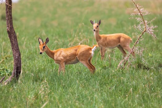 Oribi, (Ourebia ourebi gallarum), endemic small antelope found in eastern, southern and western Africa. Ethiopia, Senkelle Sanctuary, Africa wildlife