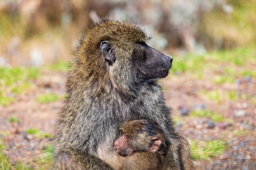 Chacma baboon (Papio ursinus), also known as the Cape baboon, is, like all other baboons, from the Old World monkey family. Mother with baby in Bale mountain. Ethiopia wildlife animal