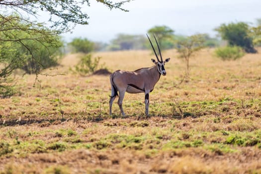 East African oryx (Oryx beisa), also known as the beisa, endemic species of medium-sized antelope from East Africa. Awash National Park. Ethiopia wildlife animal.
