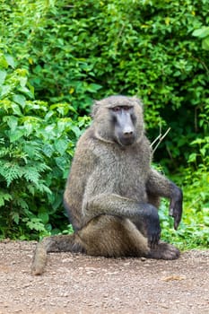 Chacma baboon (Papio ursinus), also known as the Cape baboon from the Old World monkey family. Forest near Arba Minch. Ethiopia wildlife animal