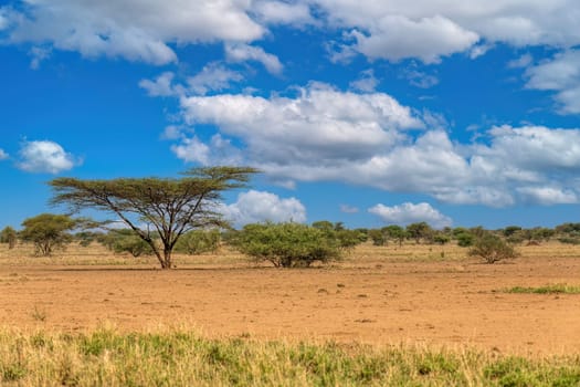 Panorama of Awash national park landscape with acacia tree in front and mountain in background. Ethiopia wilderness