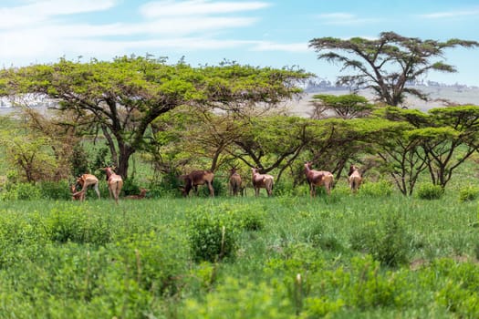 Swayne's hartebeest (Alcelaphus buselaphus swaynei) is an endangered endemic antelope native to Ethiopia in Senkelle Swayne's Hartebeest Sanctuary, Ethiopia, Africa wildlife