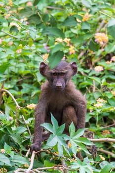 Chacma baboon (Papio ursinus) baby, also known as the Cape baboon from the Old World monkey family. Forest near Arba Minch. Ethiopia wildlife animal