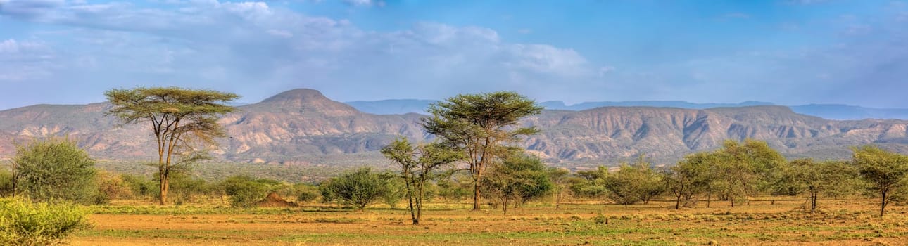 Panorama of Awash national park landscape with acacia tree in front and mountain in background. Ethiopia wilderness