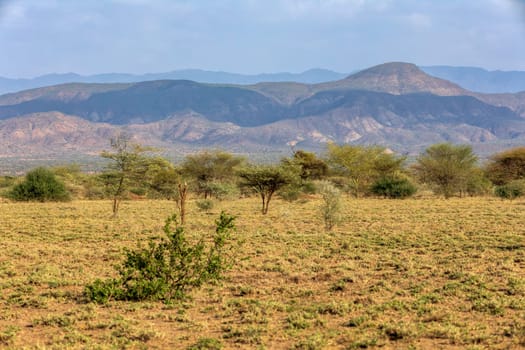 Panorama of Awash national park landscape with acacia tree in front and mountain in background. Ethiopia wilderness