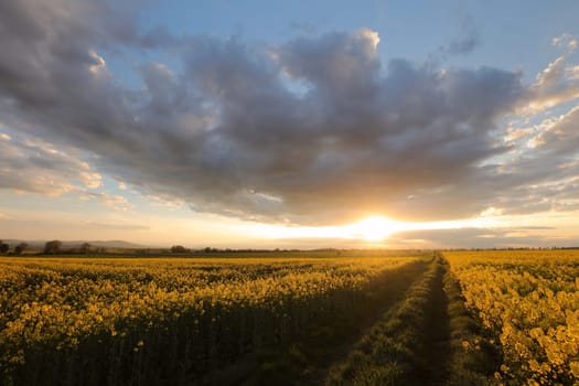 Dirt road through rapeseed field under dark clouds during sunset, Poland.