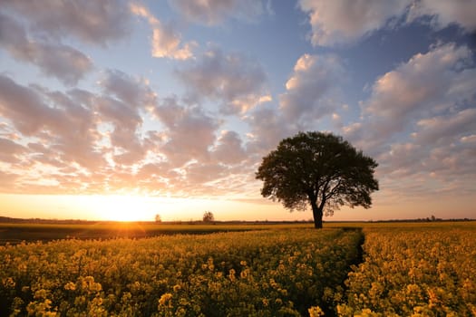 Oak tree in blooming rapeseed field at sunrise, Poland.