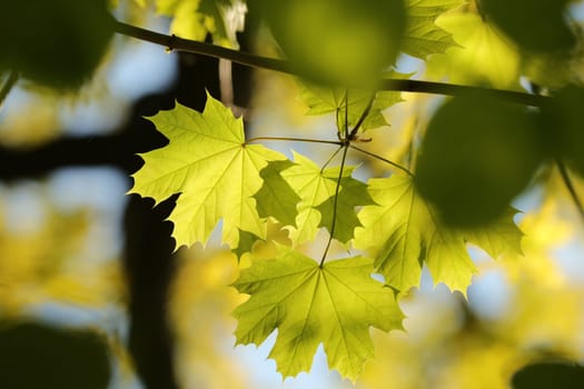 Close-up of spring maple leaves on tree branch