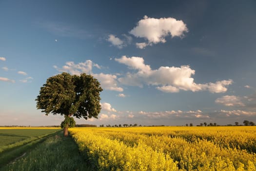 A blooming chestnut tree on the edge of a rapeseed field at dusk, Poland.