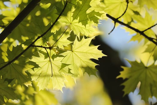 Close-up of spring maple leaves on tree branch