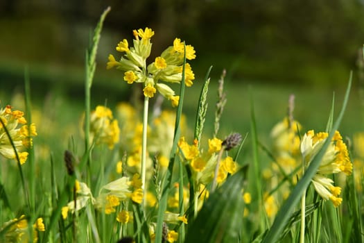 True cowslip between tall grass